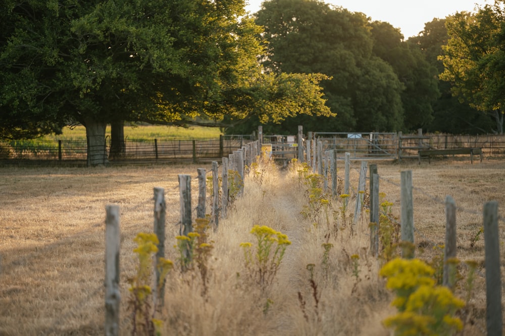 a fenced in field with trees