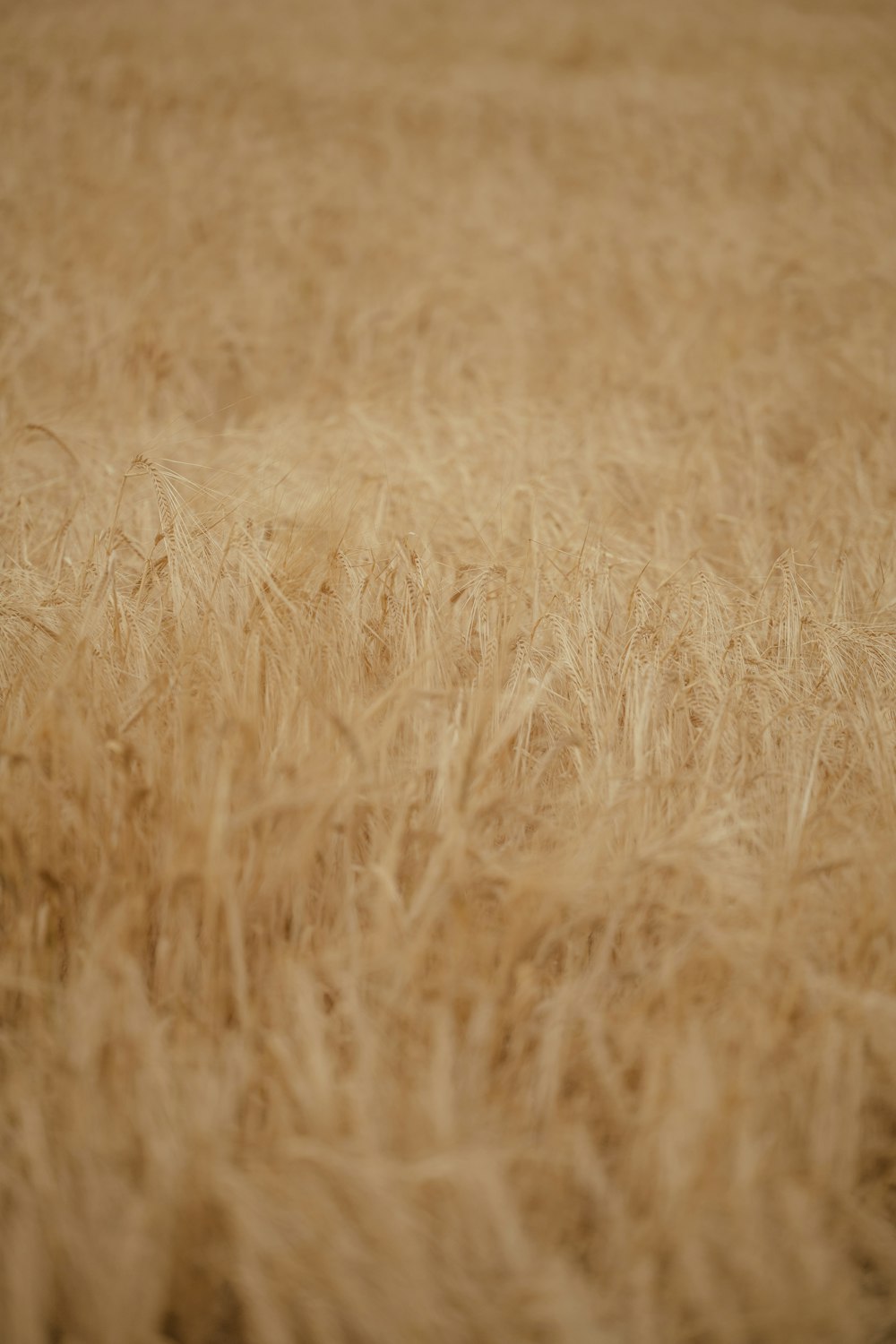 a close up of a wheat field