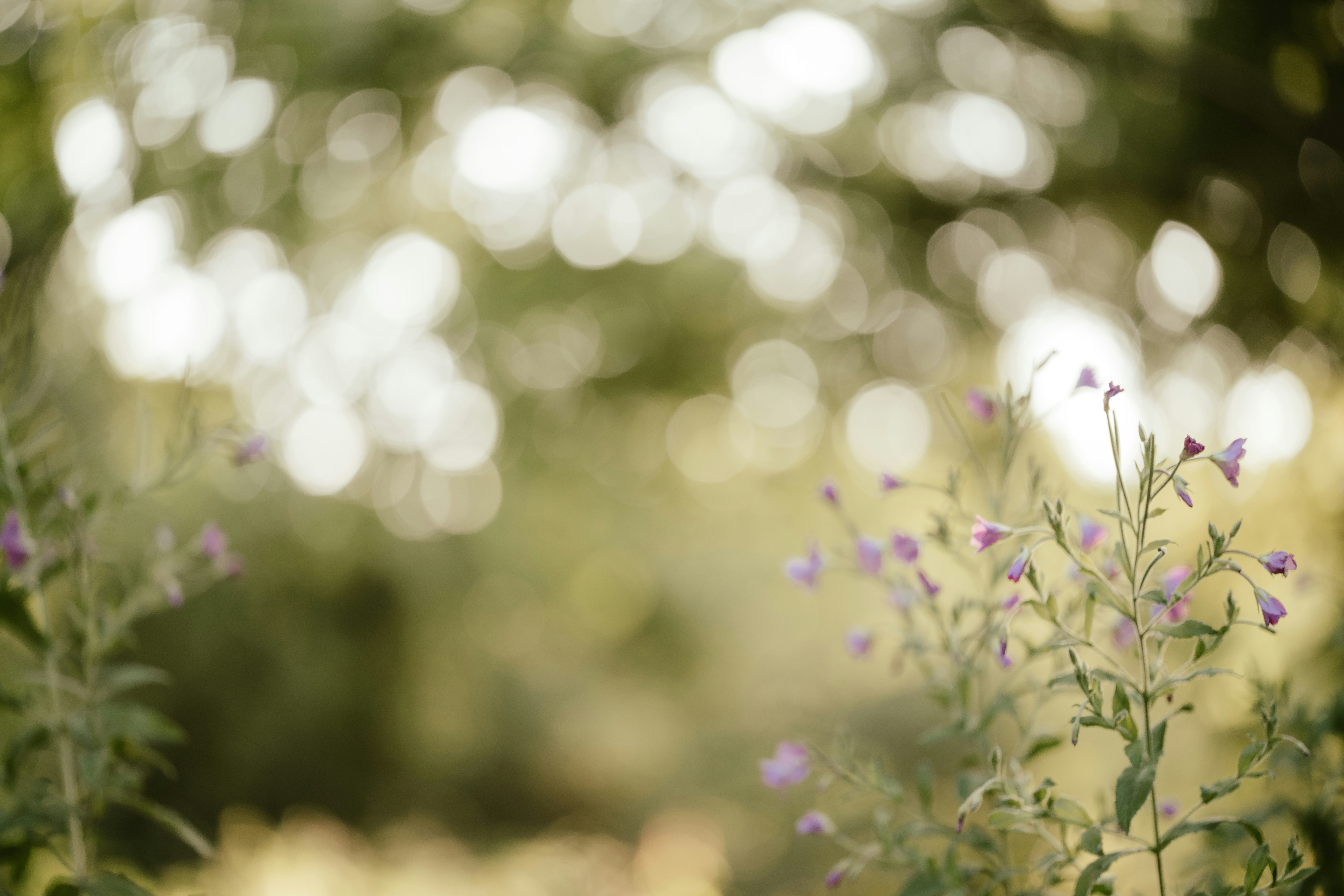 Photo by anniespratt