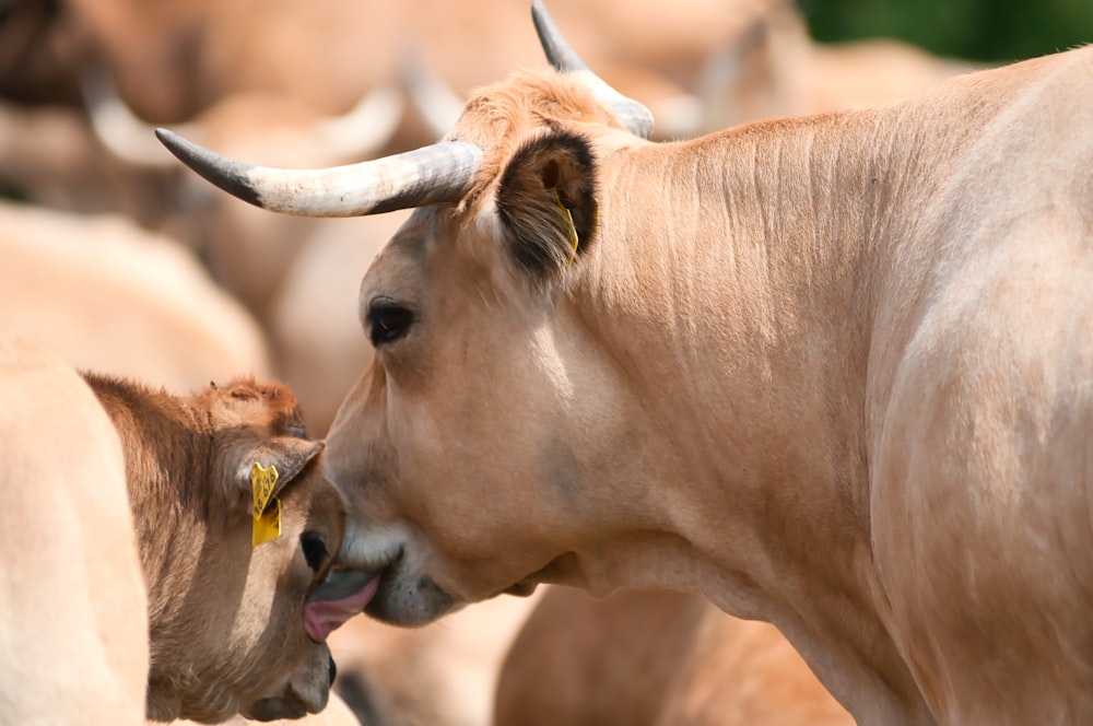 um grupo de vacas está perto um do outro