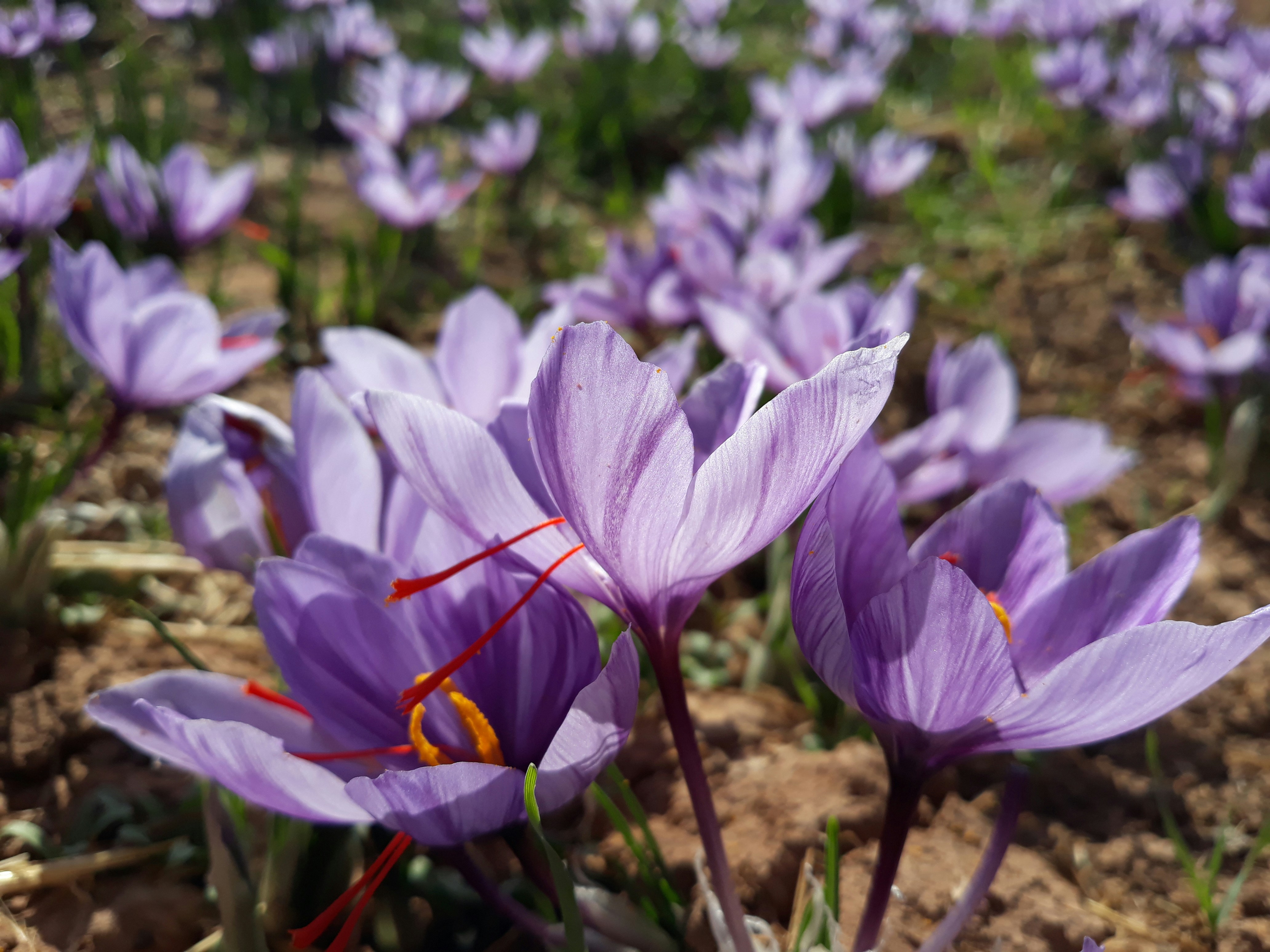 Saffron Flower Meaning In Malayalam Best Flower Site