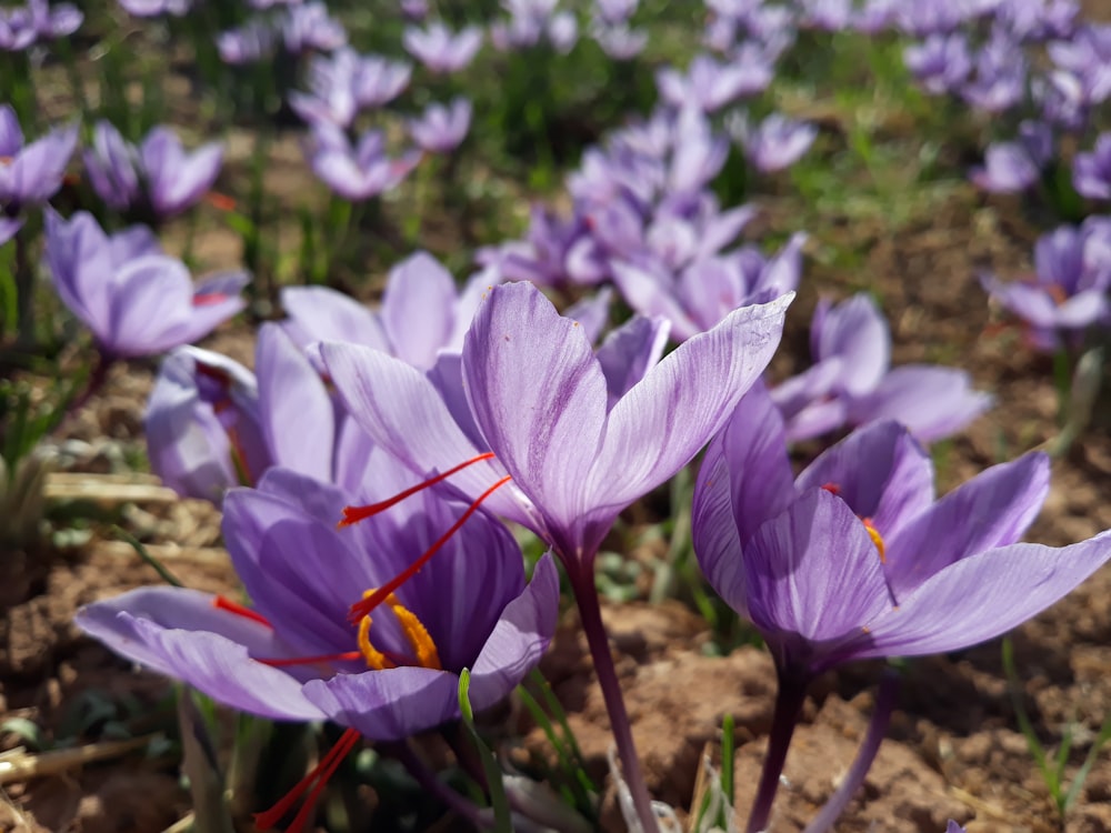 a close up of purple flowers