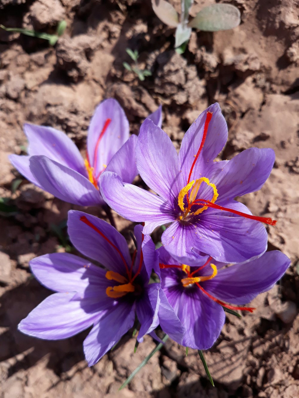 a group of purple flowers