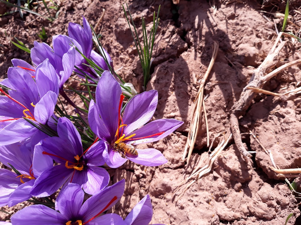 a group of purple flowers