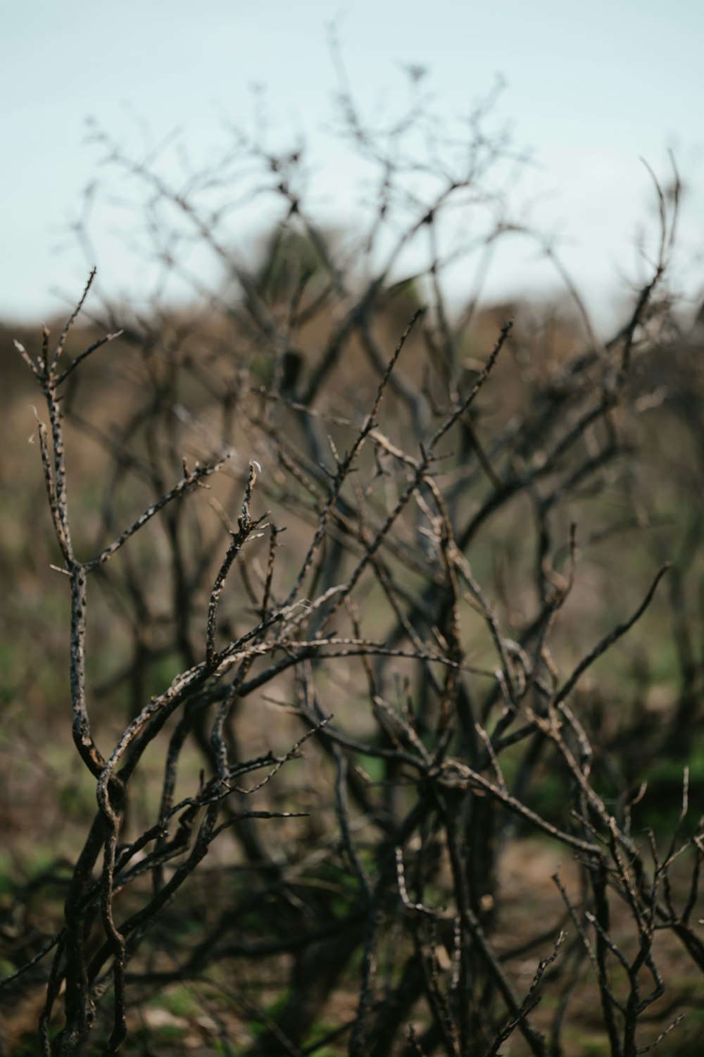 a close-up of some branches