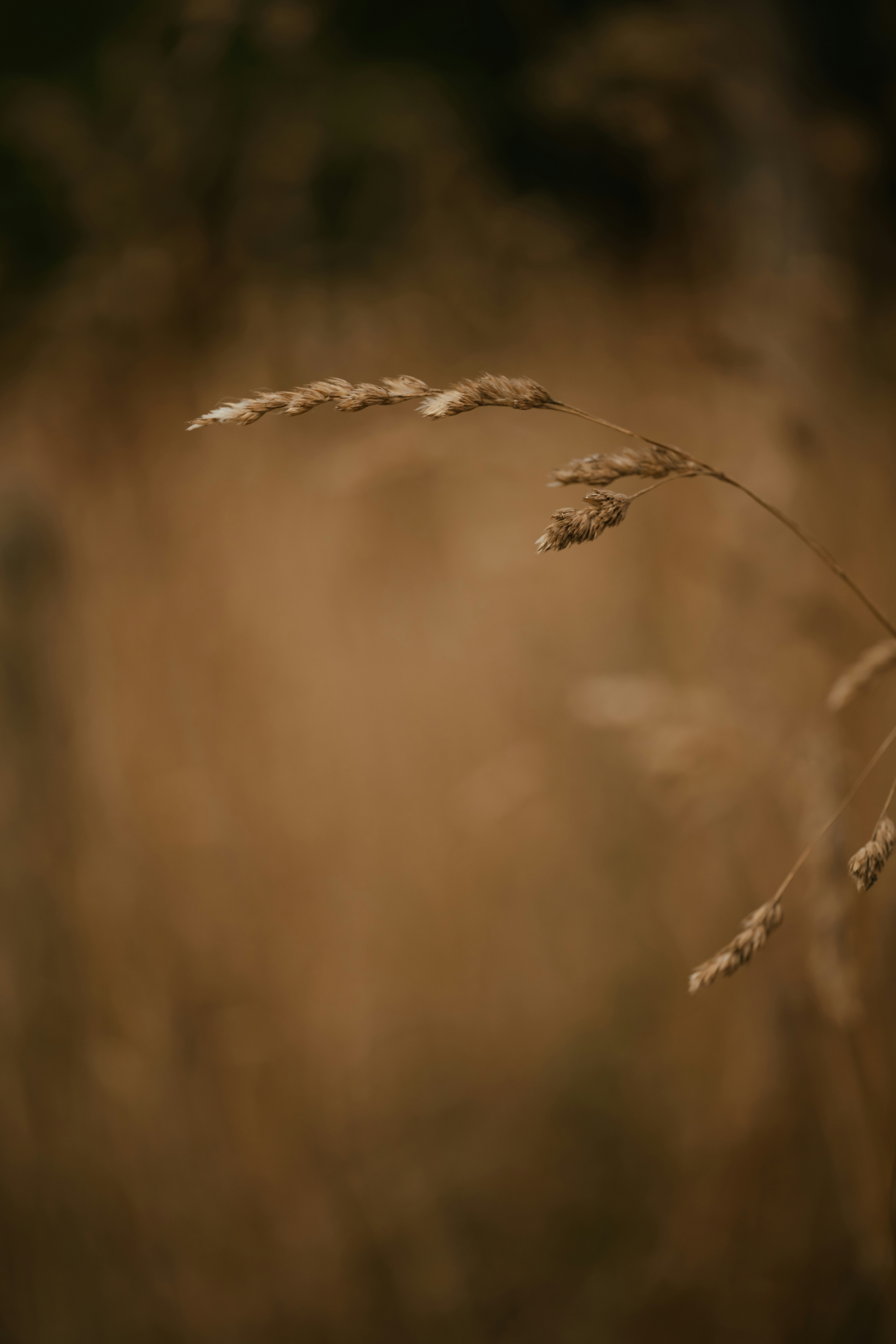 Photo by anniespratt