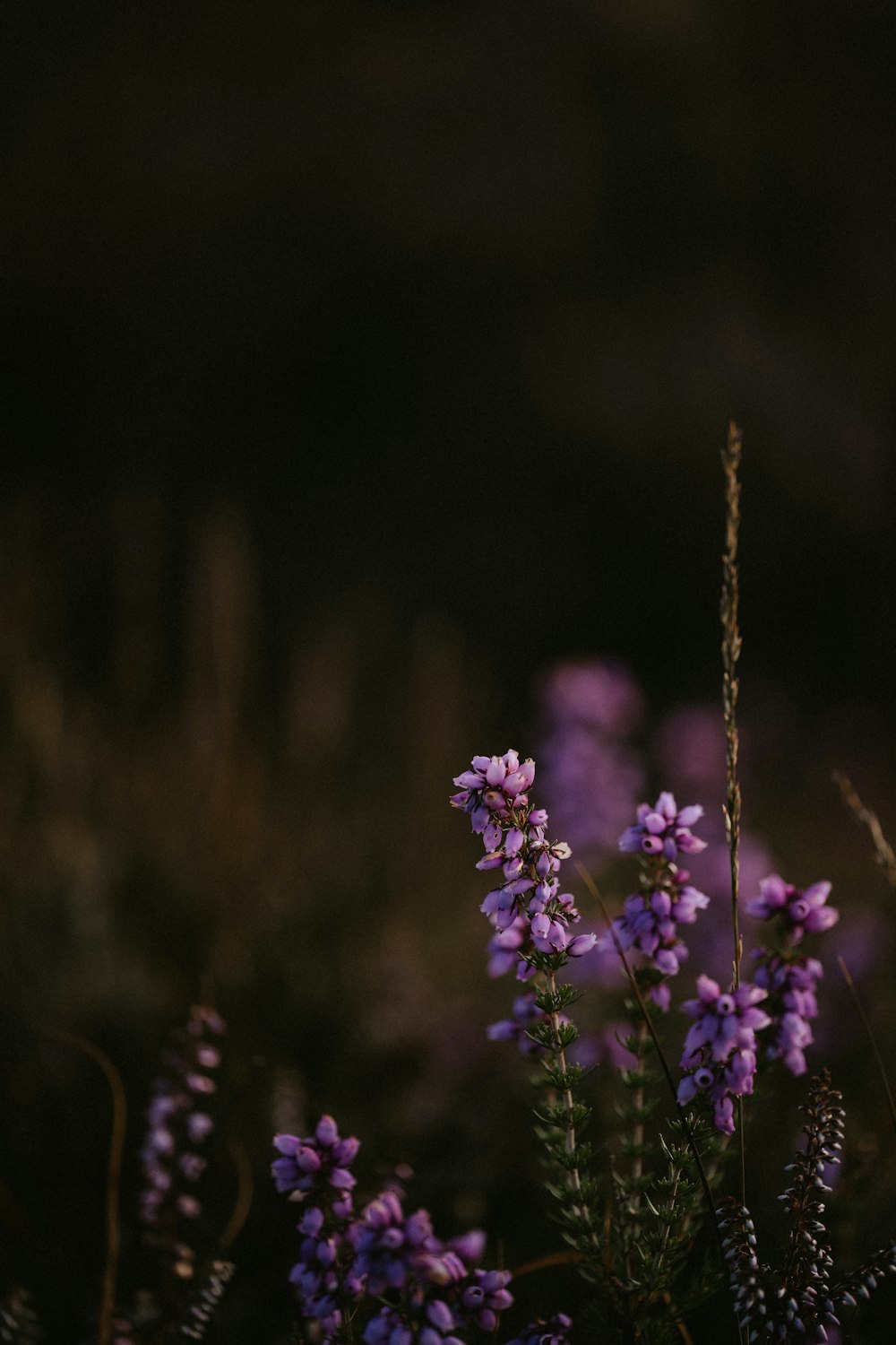 a close up of purple flowers