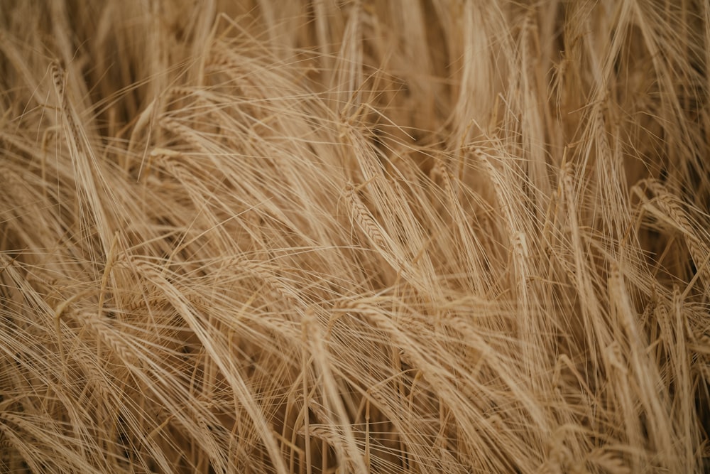 a close up of some hay