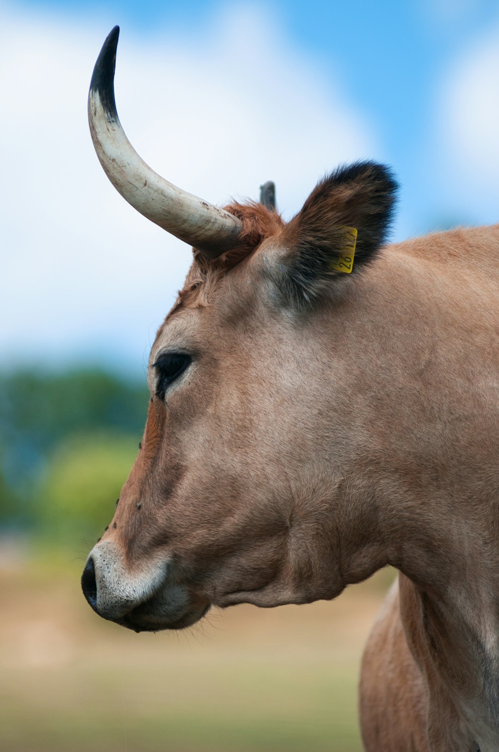 uma vaca marrom com chifres