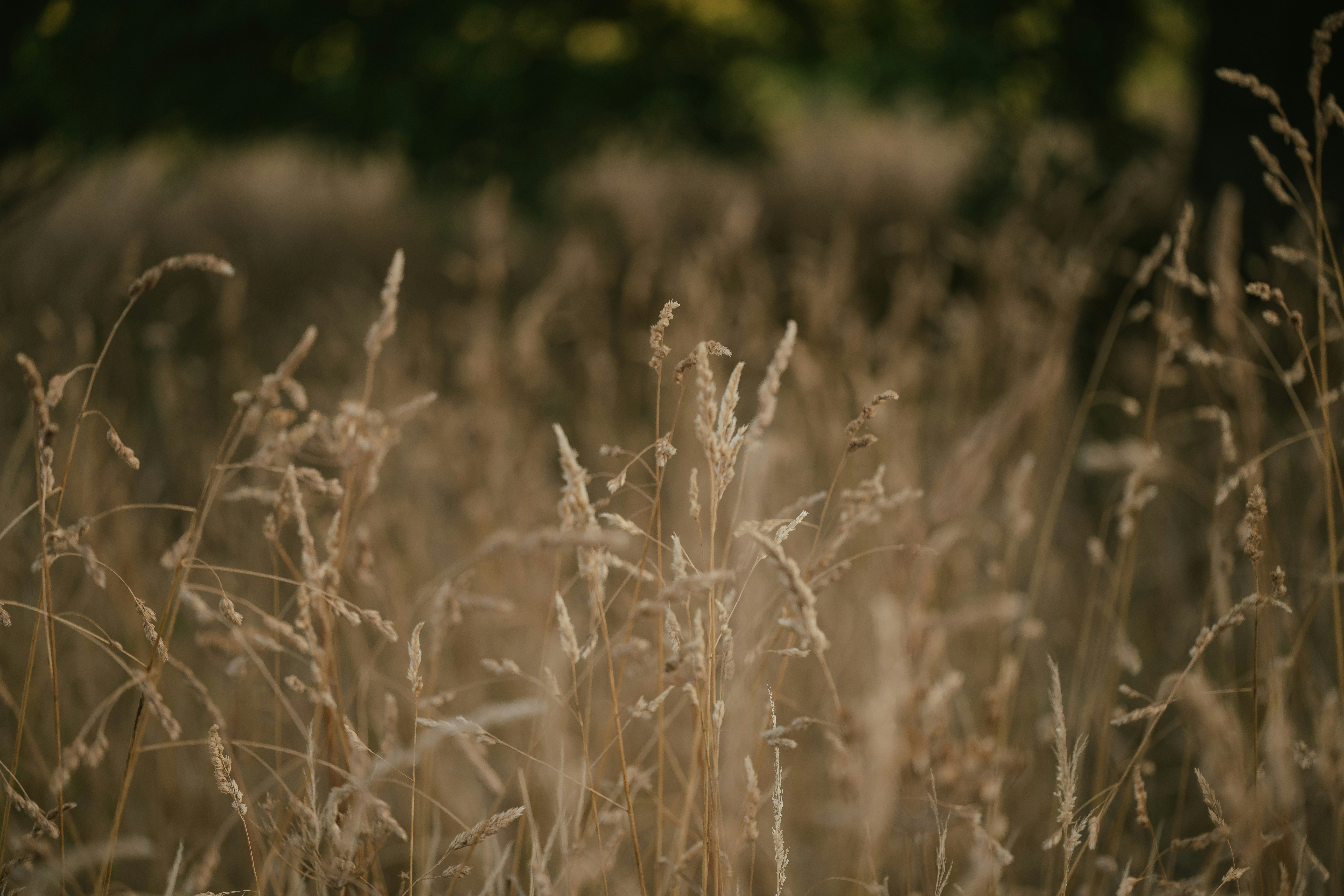 Photo by anniespratt