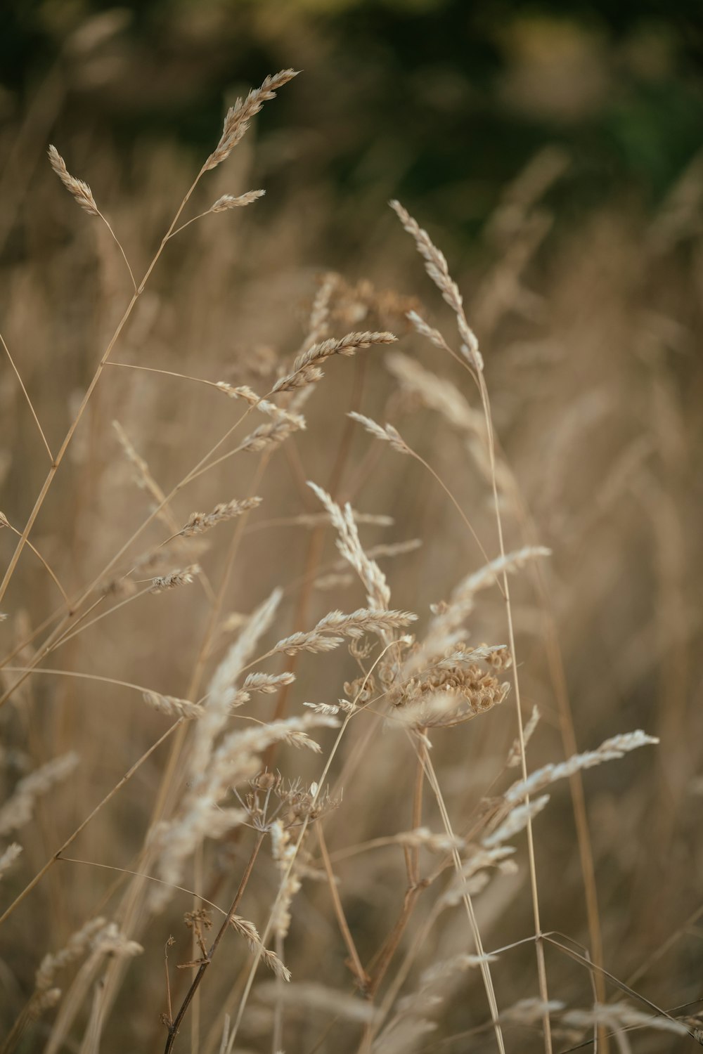 a close up of a wheat field