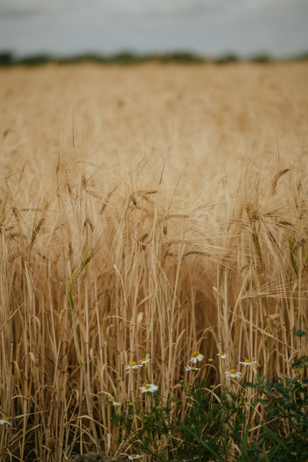 a field of wheat