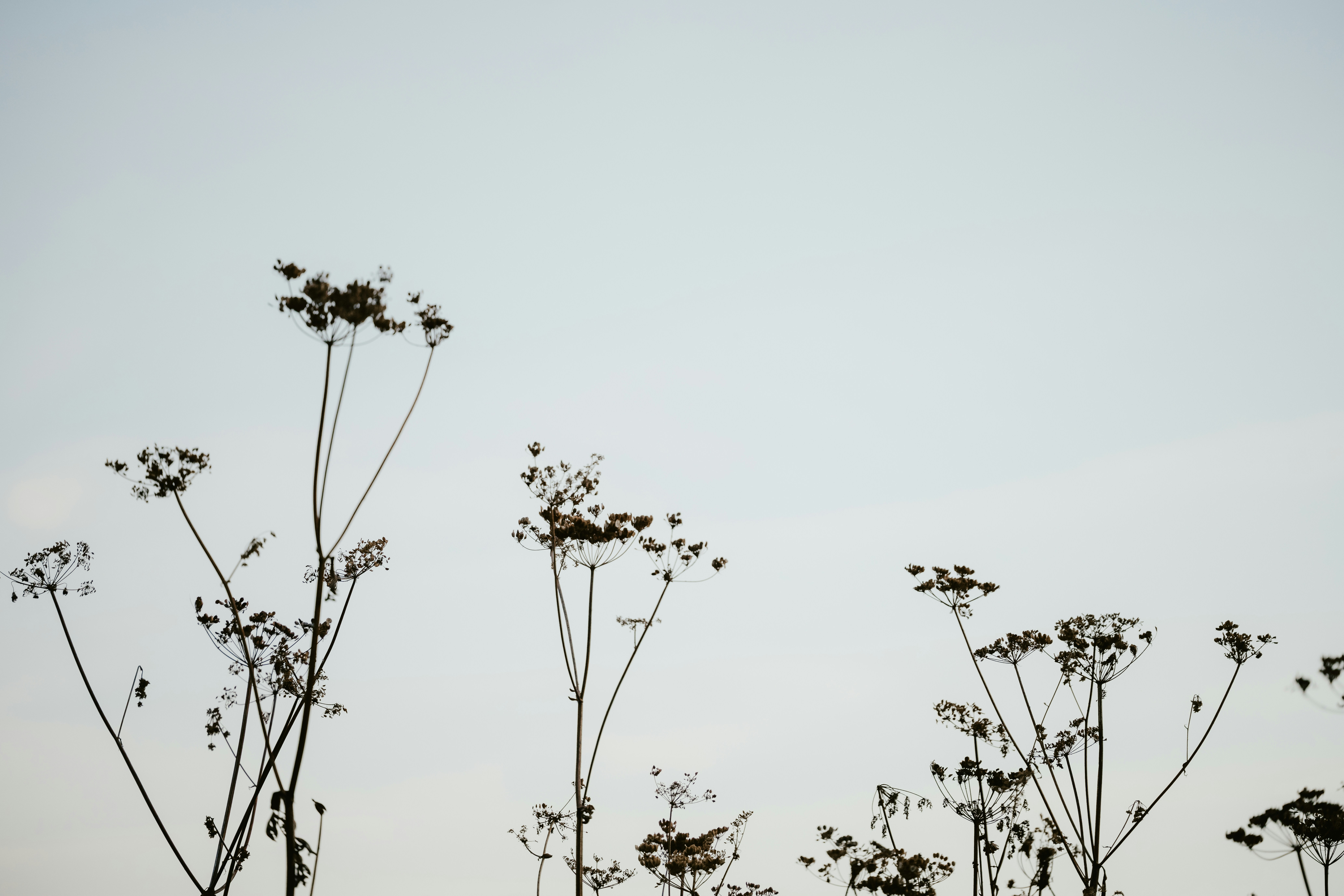 Photo by anniespratt