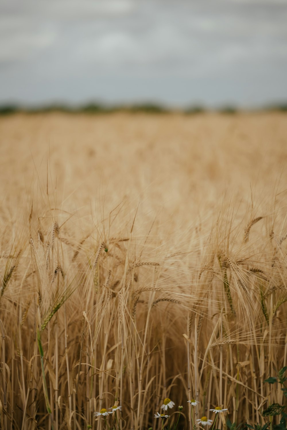 a field of wheat