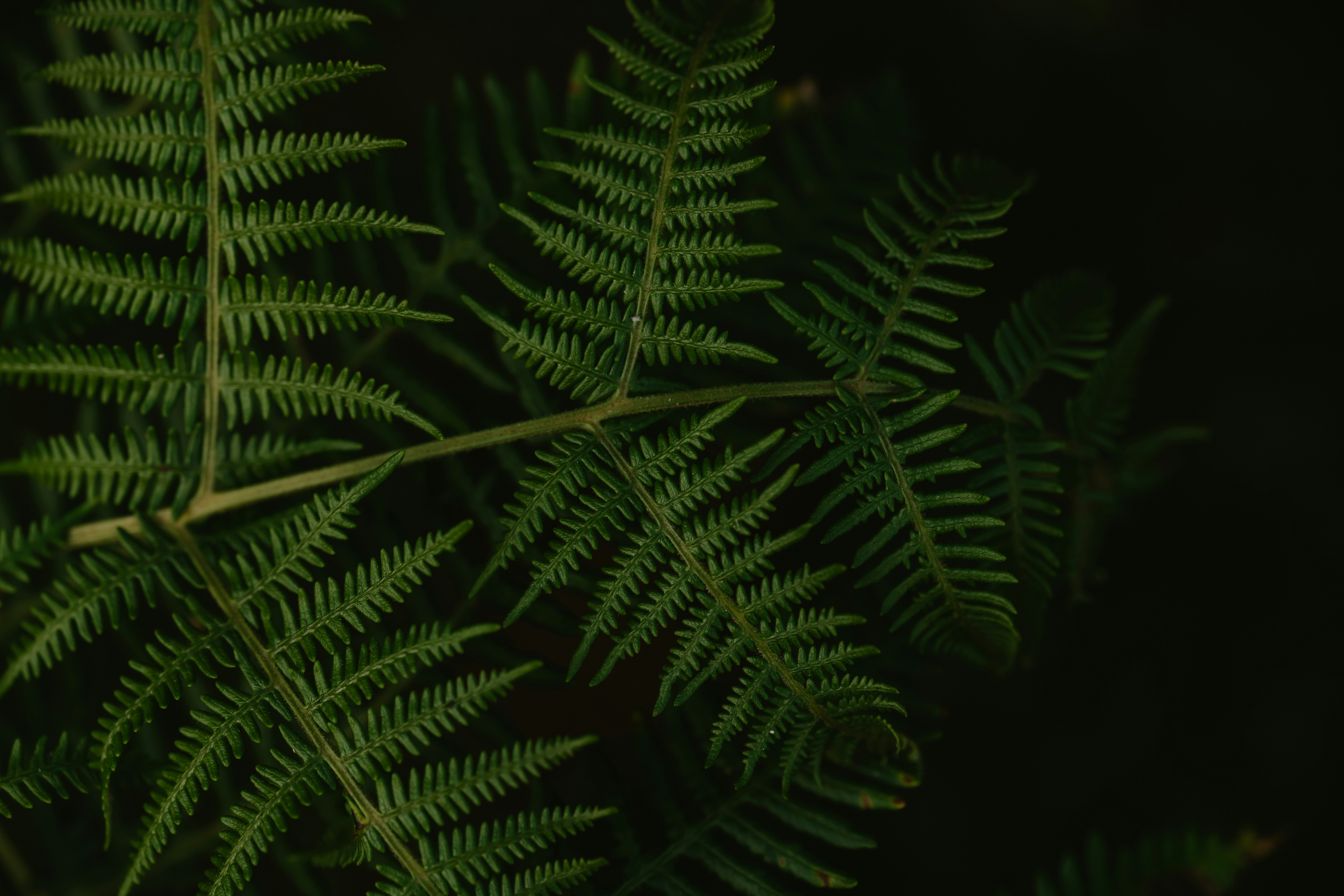 Photo by anniespratt