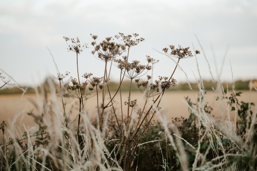 a field of wheat