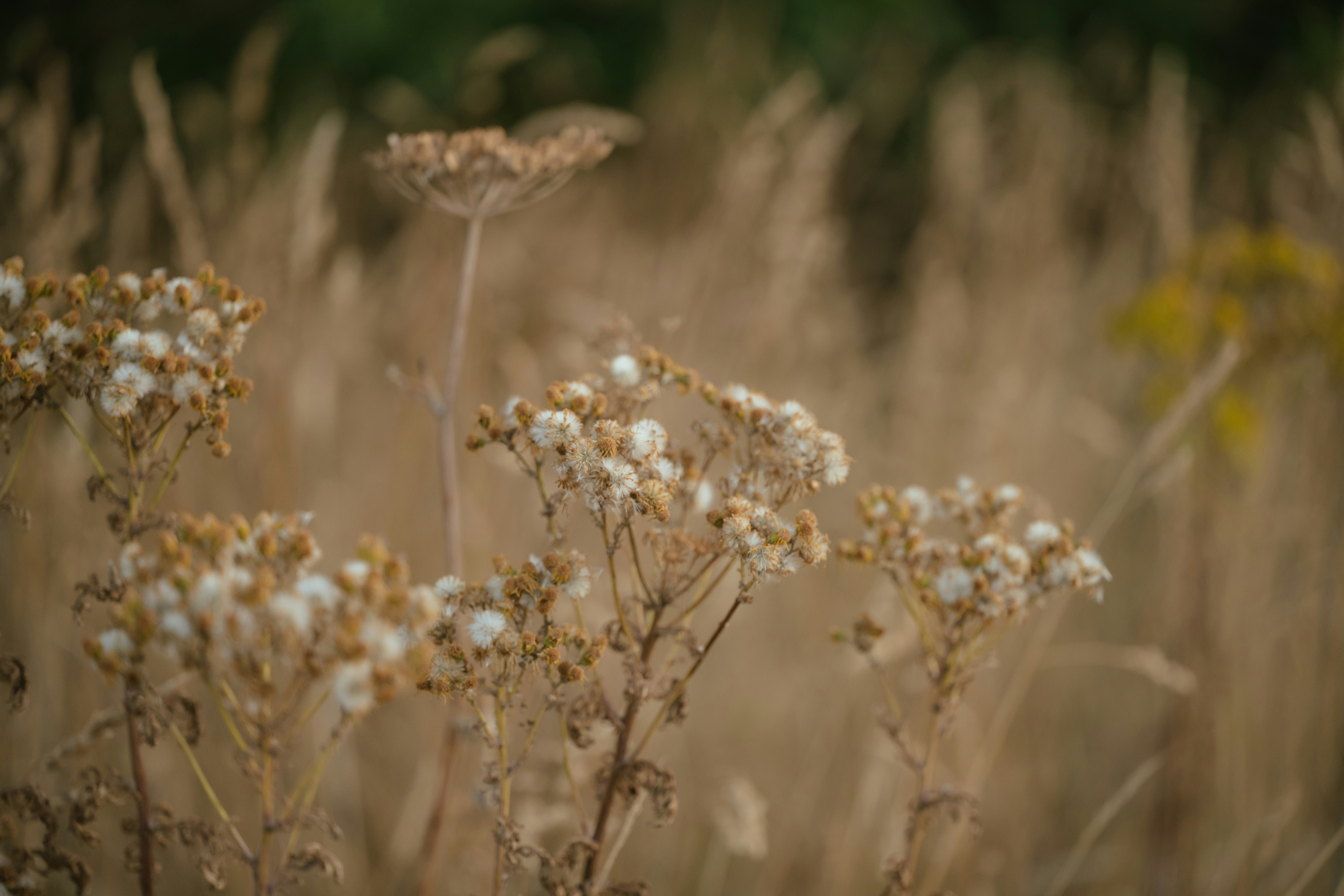 Photo by anniespratt