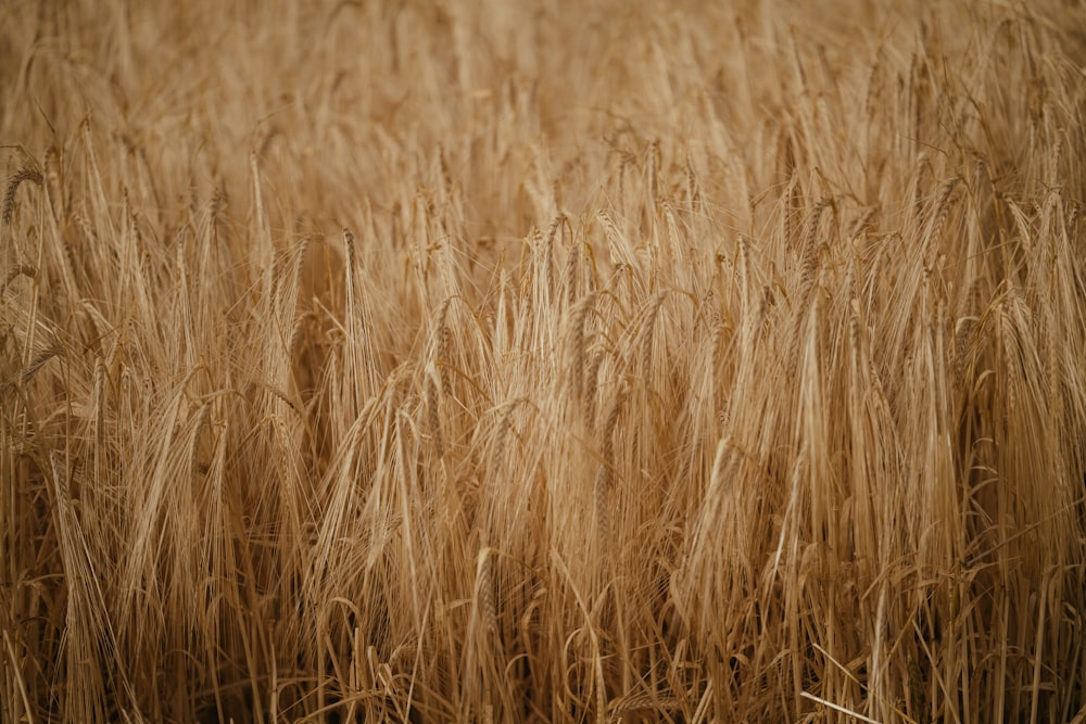 a field of wheat