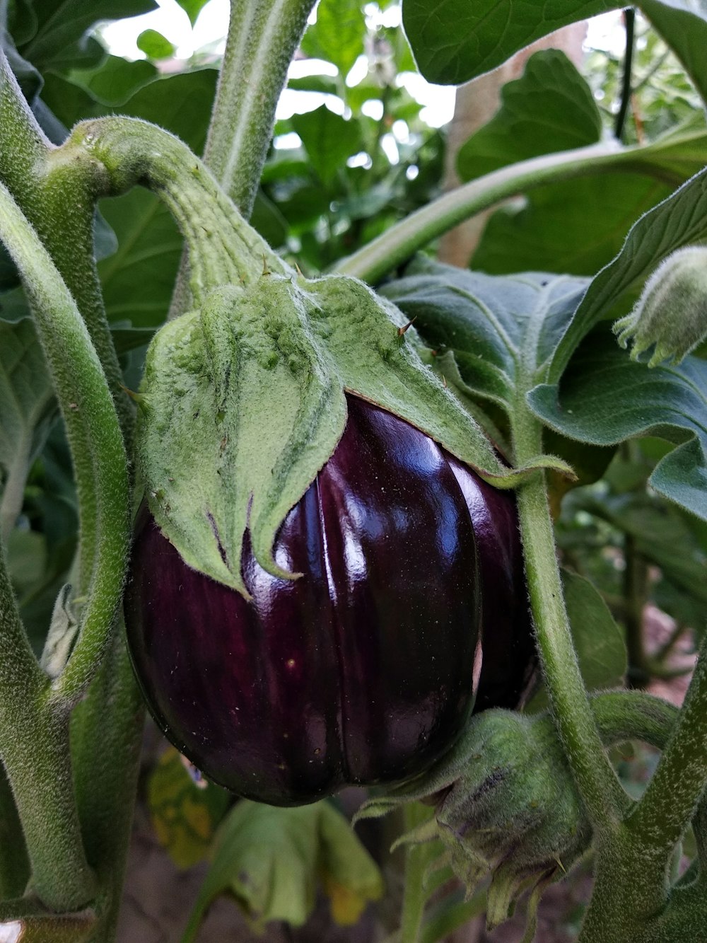 a plant with a fruit