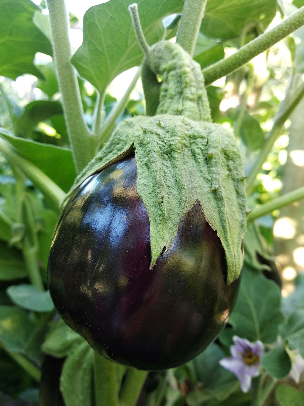 a black and yellow fruit on a tree