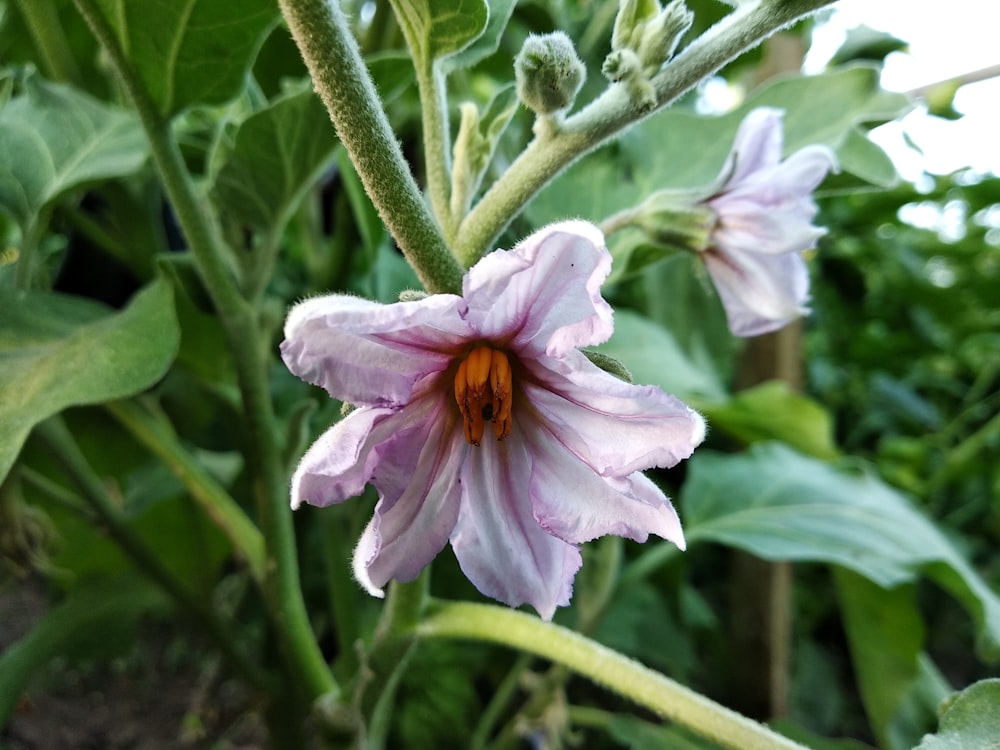 a purple flower with green leaves