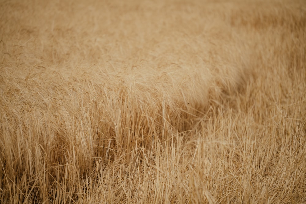 a field of wheat