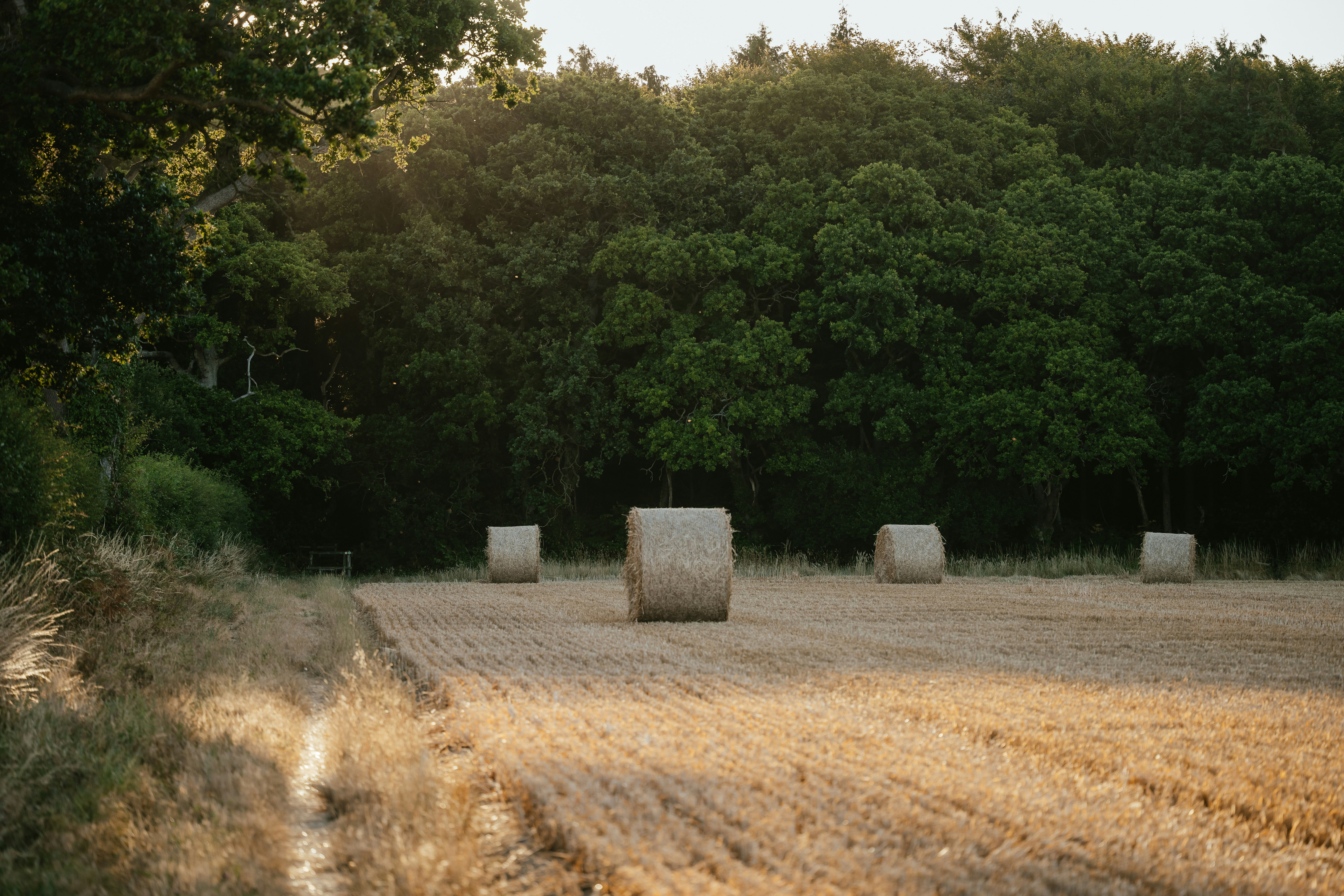 a group of stones in a field