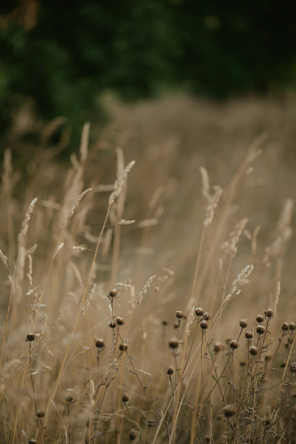 um campo de trigo