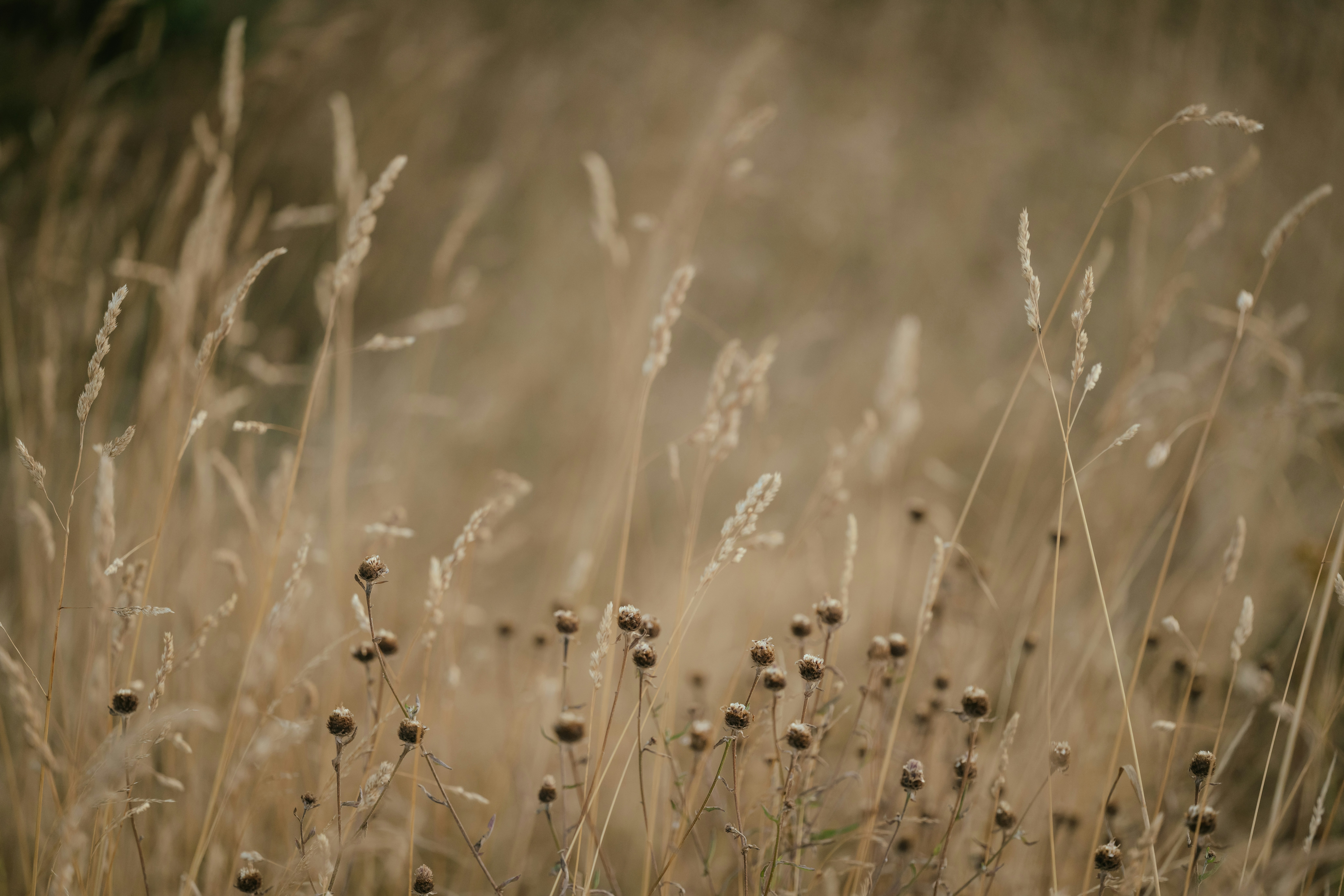 Photo by anniespratt