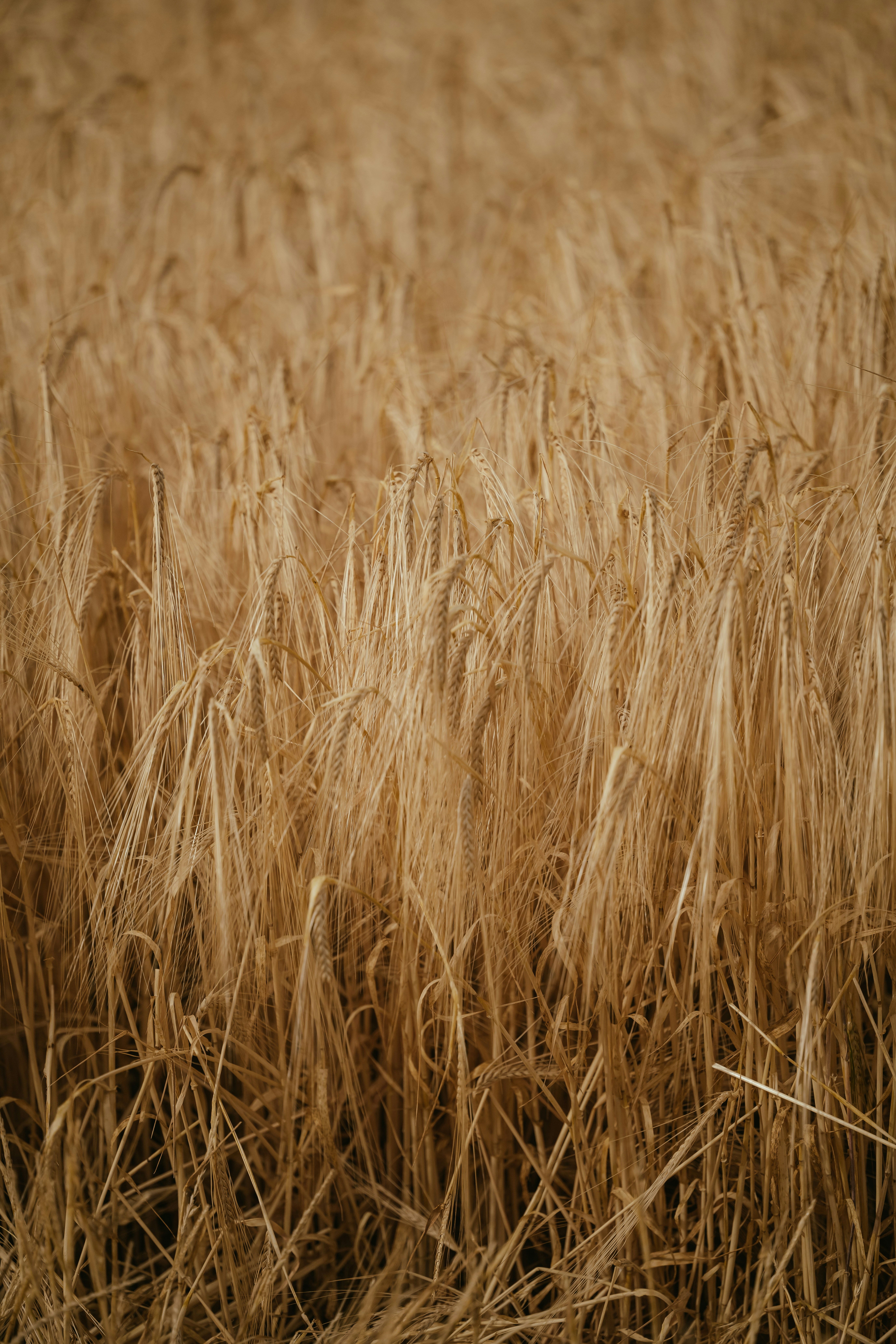 Photo by anniespratt