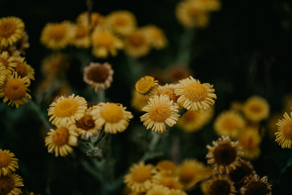 a group of yellow flowers