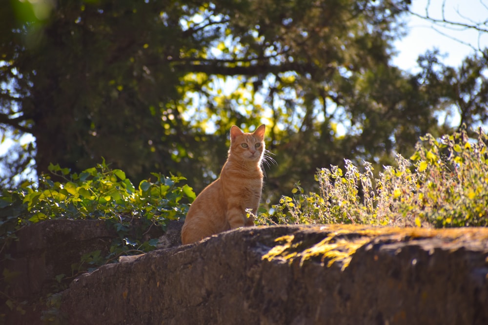 a cat sitting on a rock