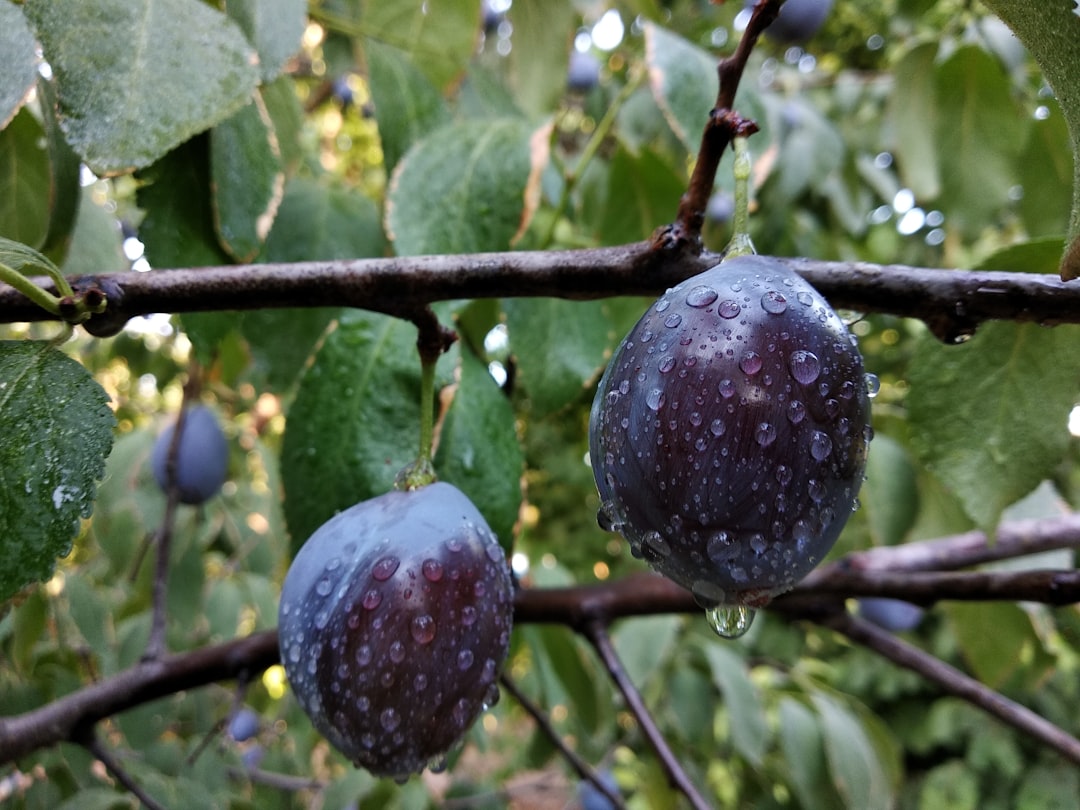 Significato del colore viola