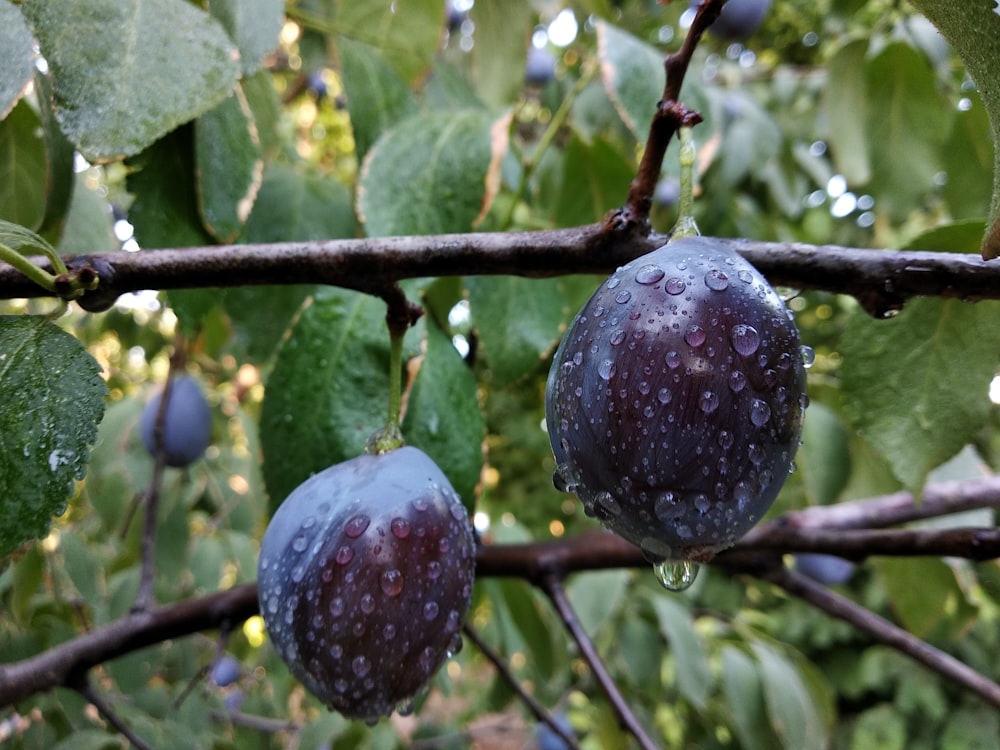 a close up of some fruit