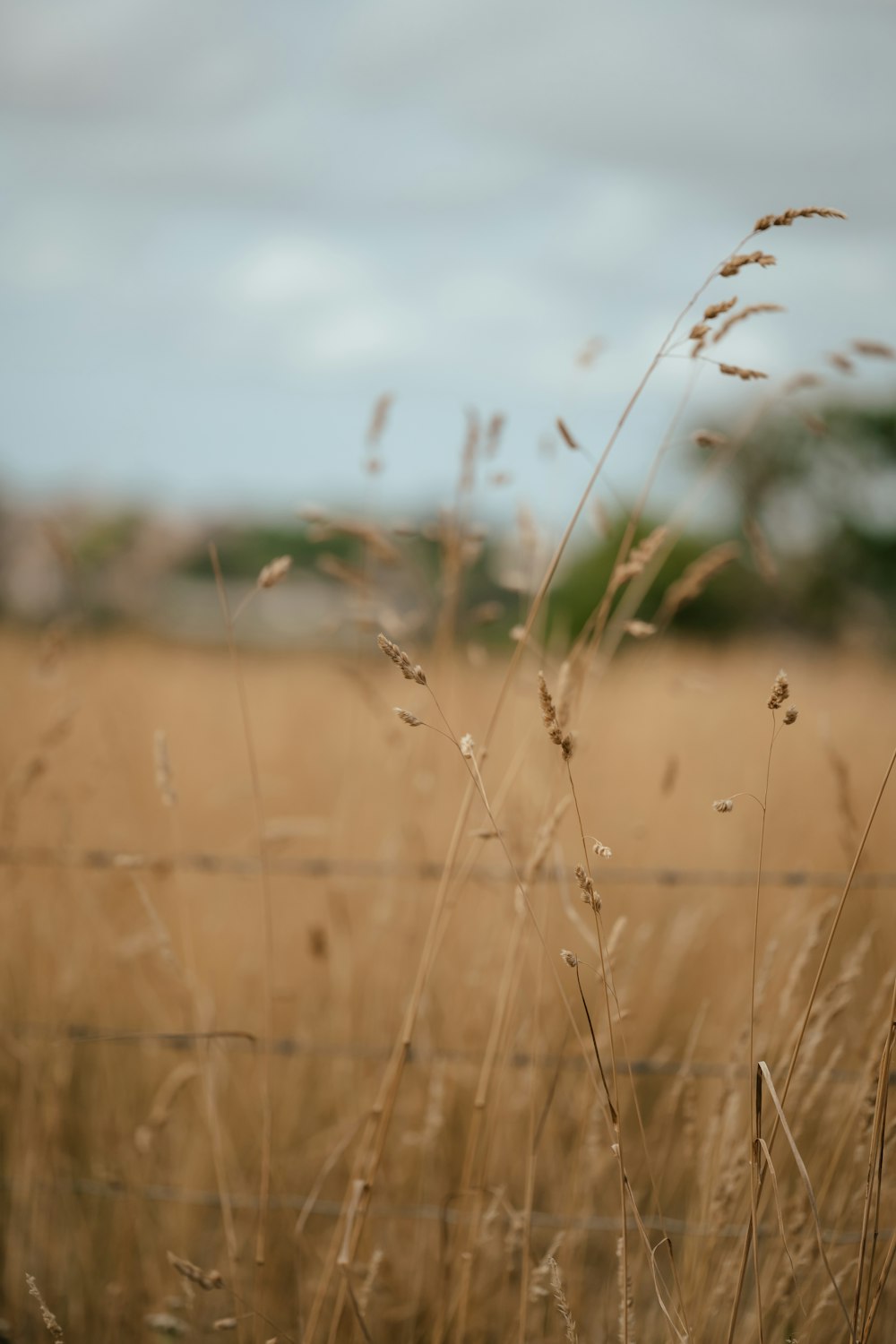 a close up of some grass