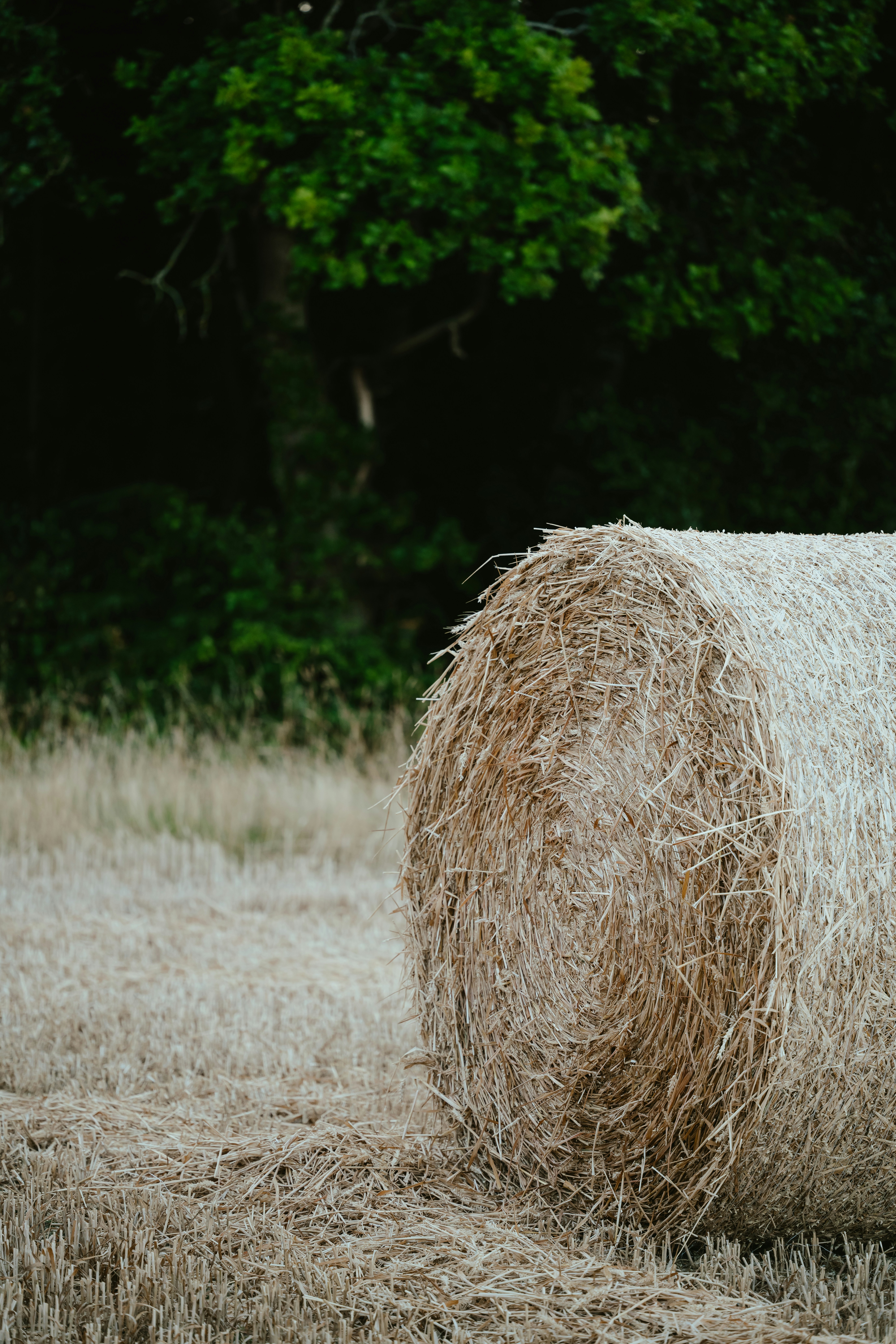 Photo by anniespratt