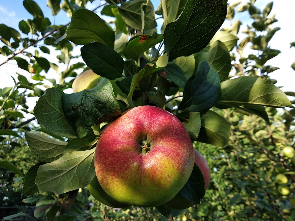 apples growing on a tree