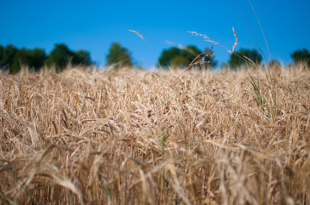 a field of wheat