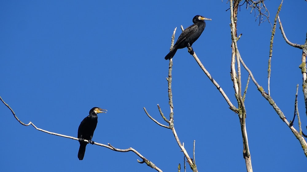 birds sitting on a tree branch