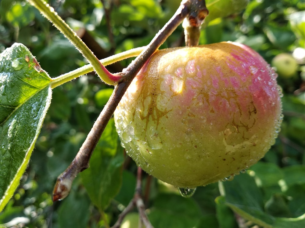 a fruit on a tree