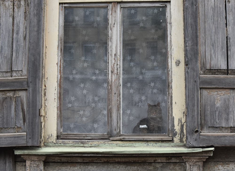 a couple of cats sit in a window sill