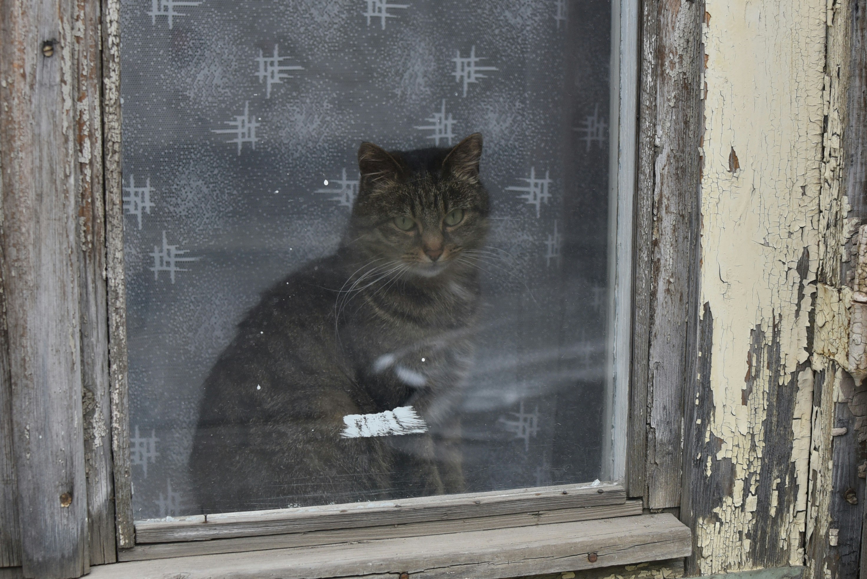 a cat sits in a window