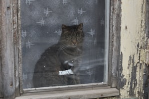 愛猫が外に出たがる理由と対処法｜室内飼いでも満足させるコツ