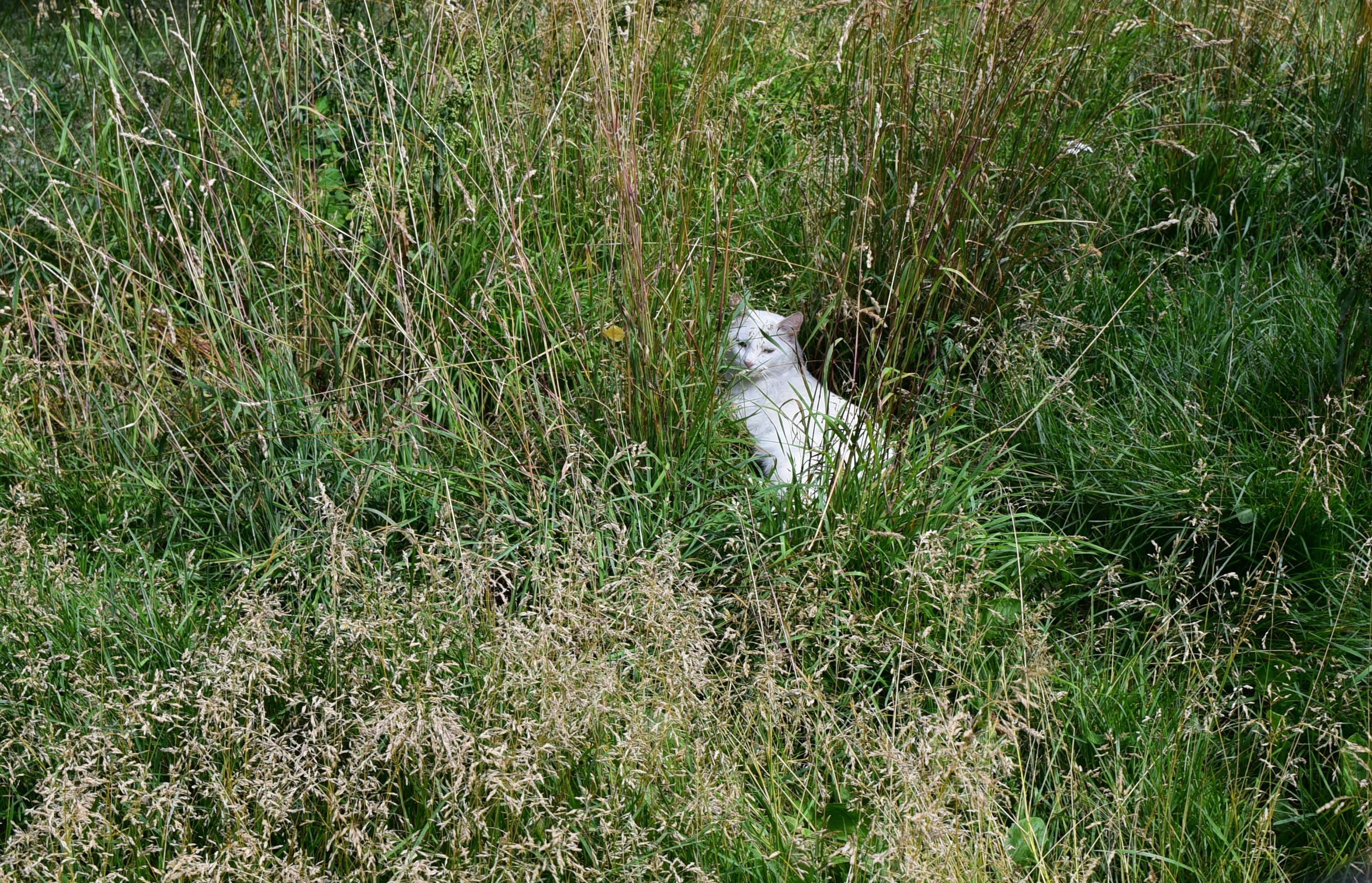 a cat in a grassy area