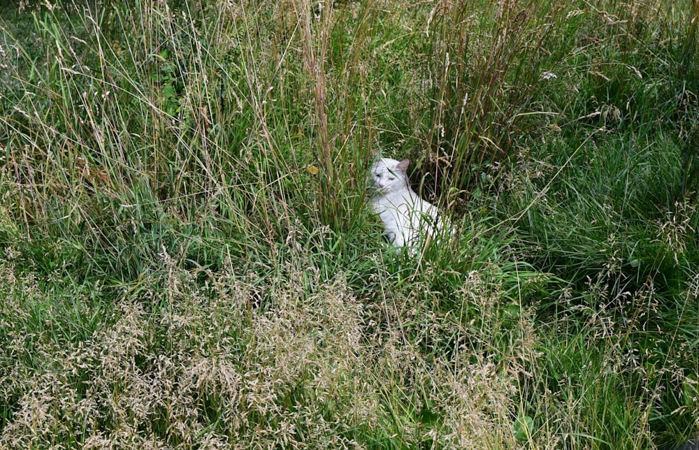 a cat in a grassy area