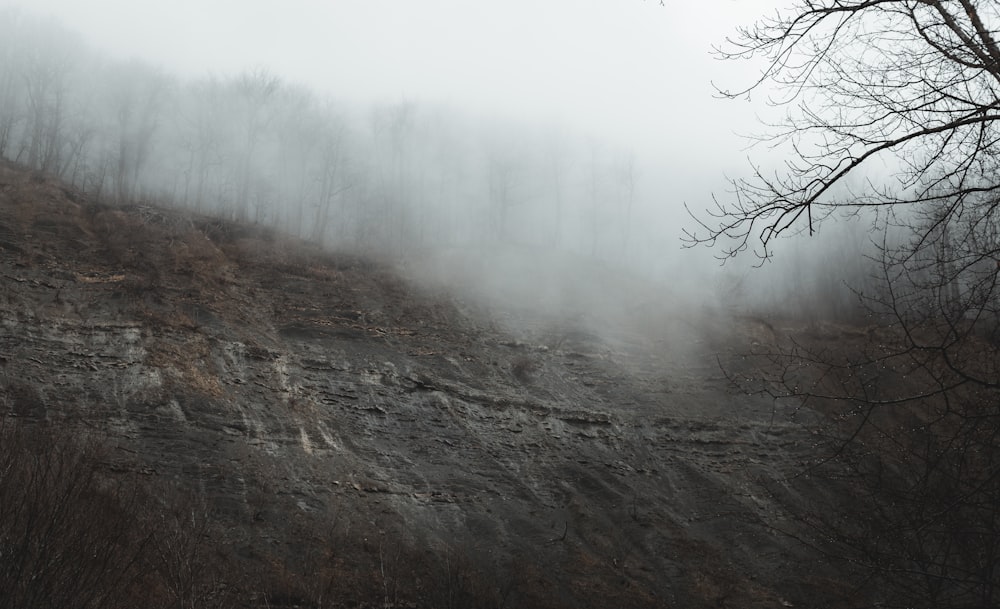 a foggy hillside with trees
