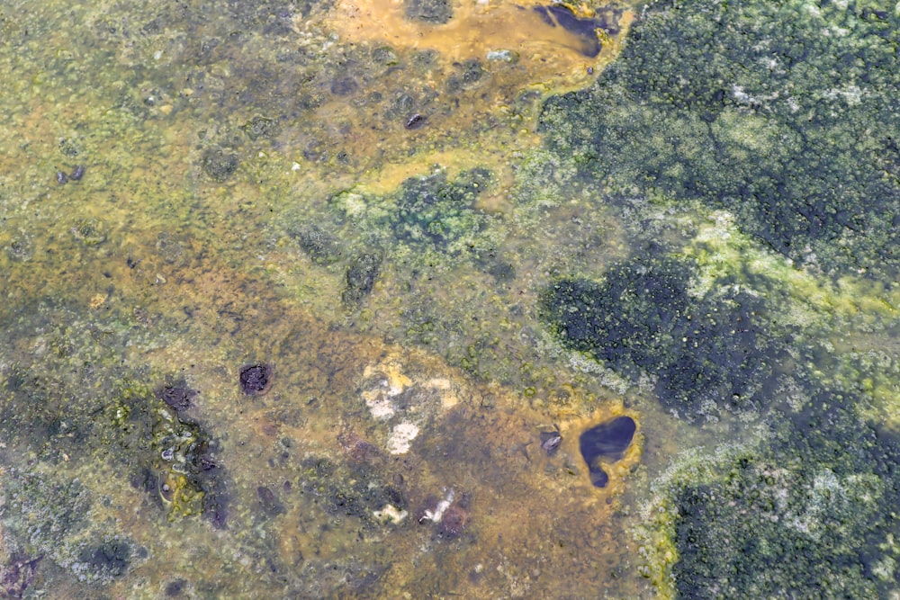 a body of water with plants and rocks around it