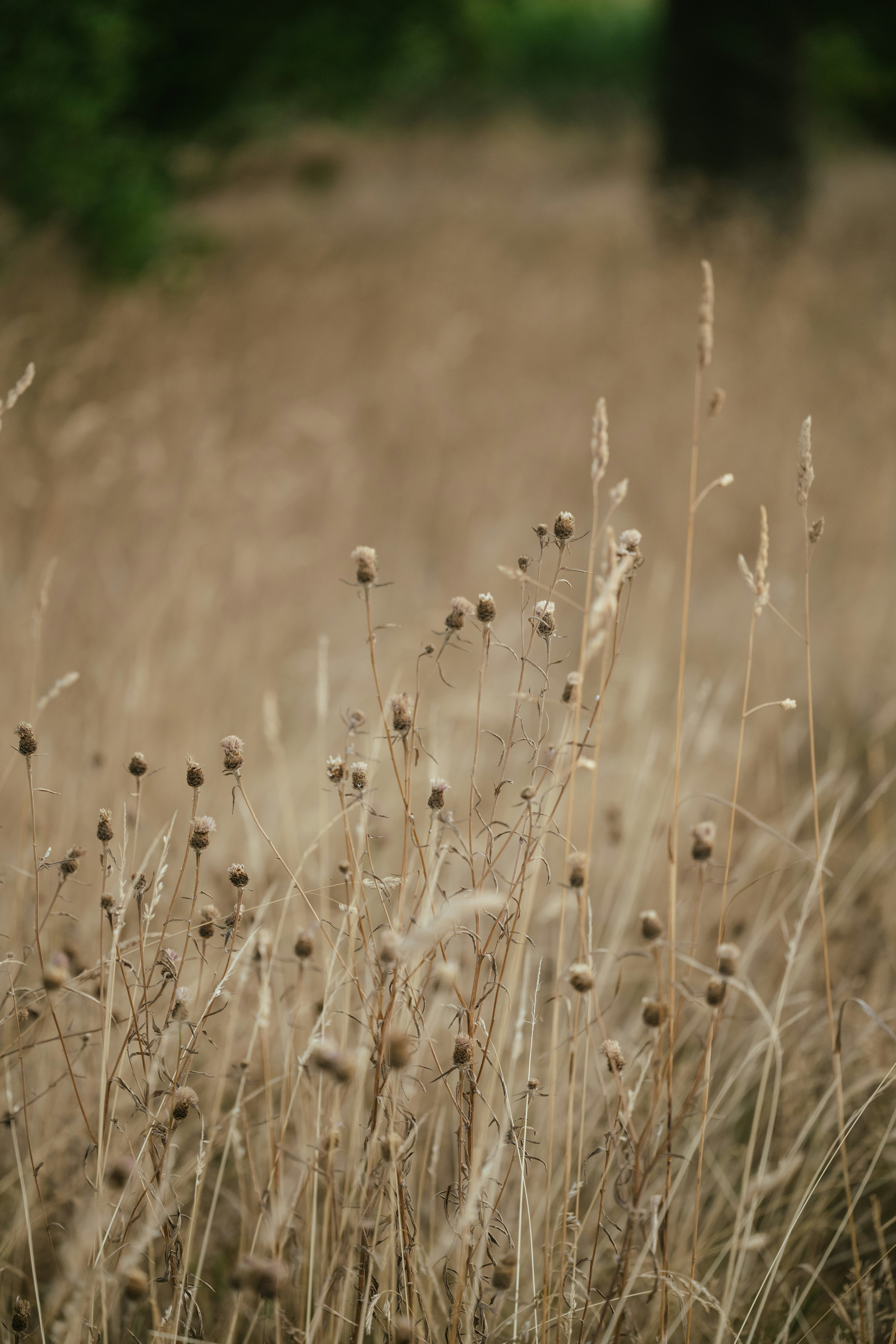 Photo by anniespratt