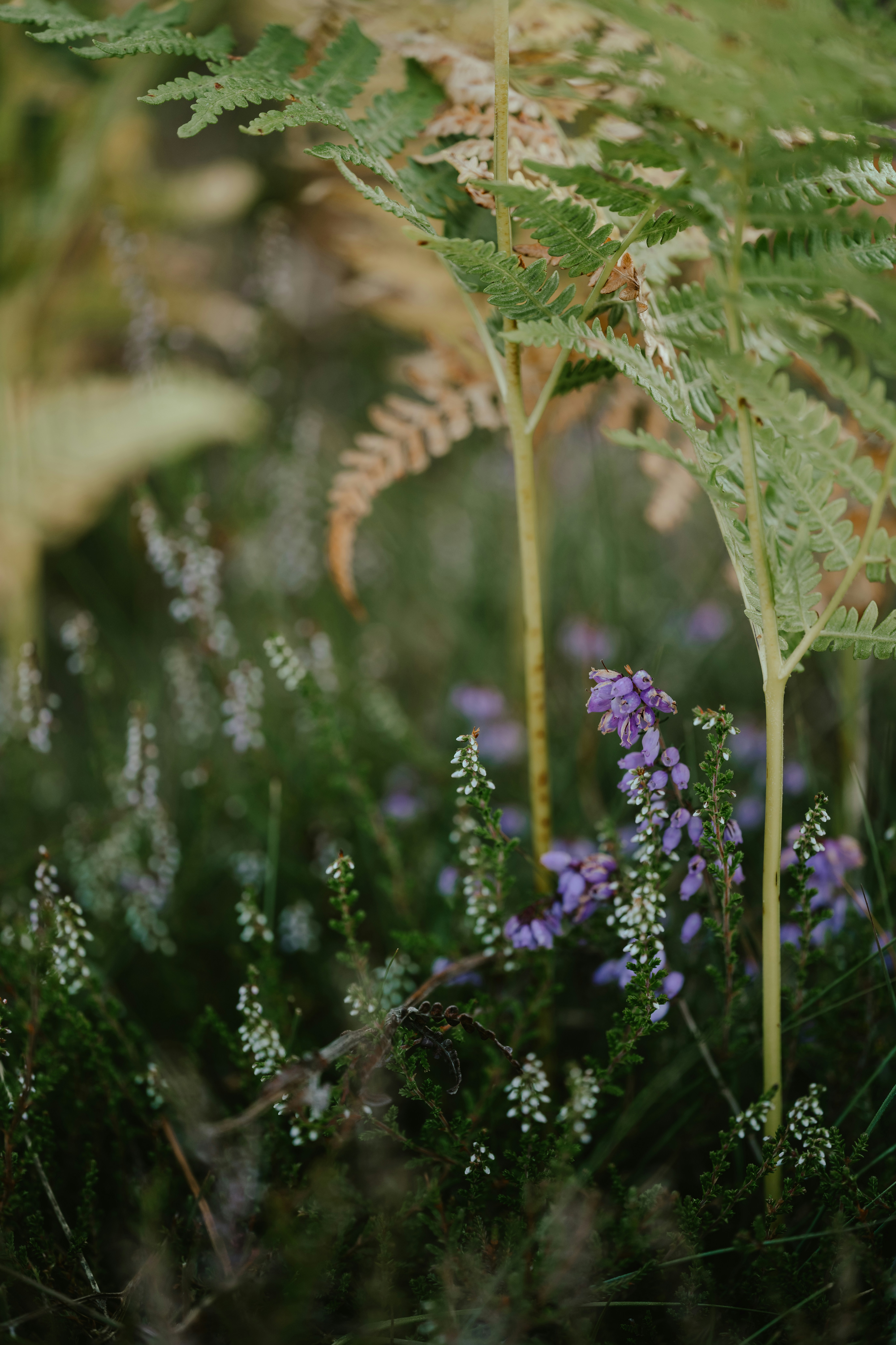 Photo by anniespratt