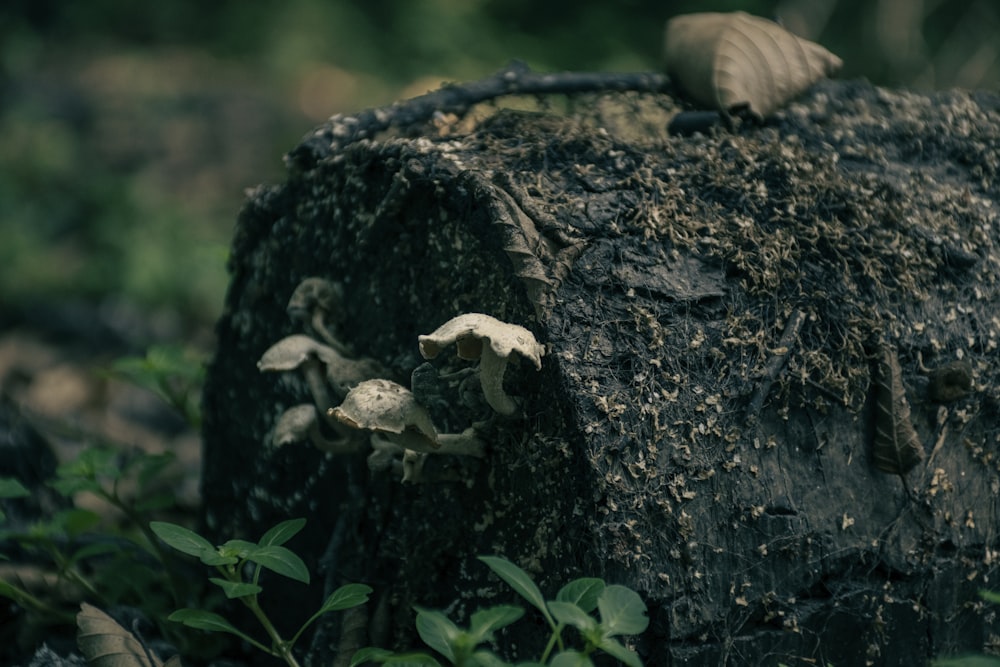 mushrooms growing on a tree stump